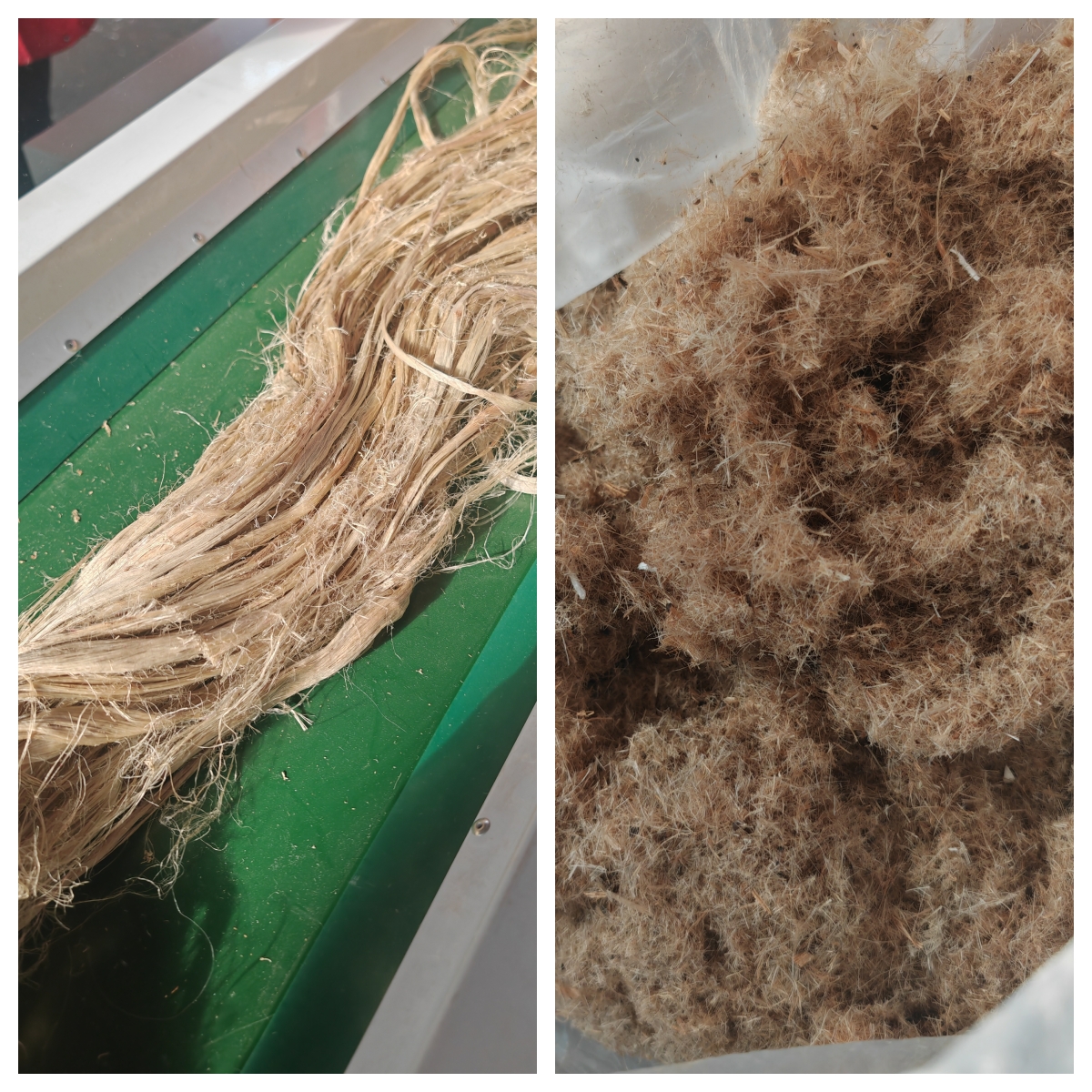 植物纖維絲粗碎效果